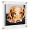 Cool Modern Frames Clear Acrylic Float Frame with Gold Hardware